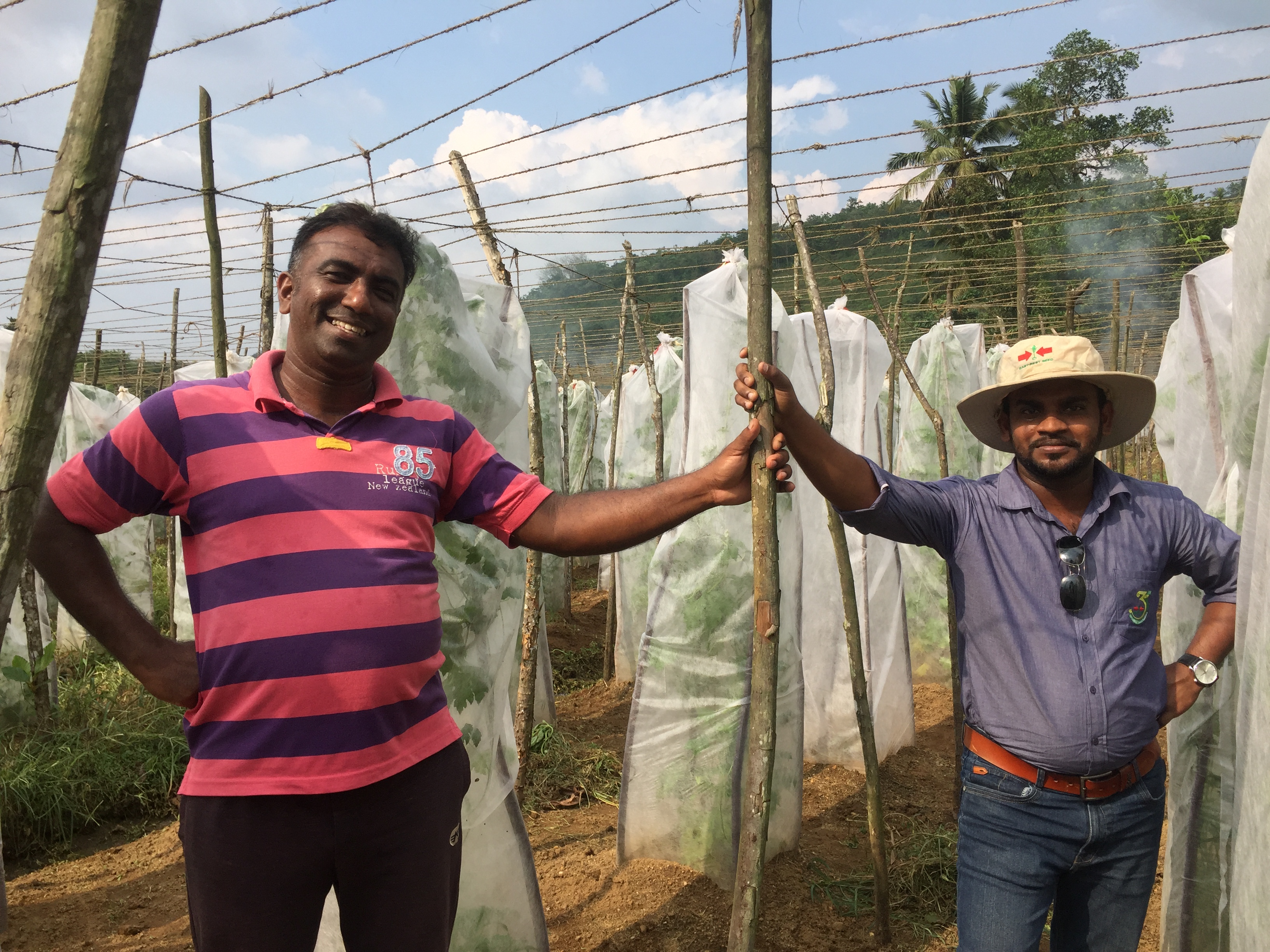 Sustainable Advancements For Bitter Gourd Farming In Sri Lanka